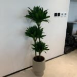 Office Plants Dracaena 3 layer in Beige New