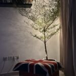 Shady Palm 1.6m to 2m New