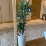 Dracaena in Long Pot PROMO