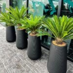 Office Plants Sago Palm 4pc Premium Bundle Outdoor or Indoor Plant