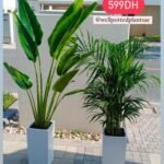 Air Purifying Combo Big Plants PROMO