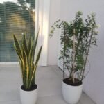 Outdoor Bundle ( Sanseveria + Jasmine) New