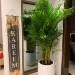 Office Plants Big Areca 3m Premium Collection in Fiber