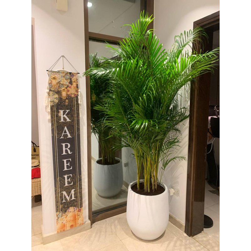 IMG-20240312-WA0012-1.jpg Office Plants Big Areca 3m Premium Collection in Fiber - Image 1