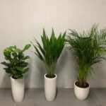 House Plants Low-Light Bundle Plants