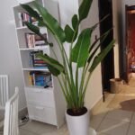 Travellers Palm 2m NEW