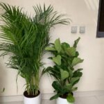 WOW Areca + Fiddle Bundle