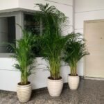 Office Plants Areca Bundle in Beige 3pc Bundle New