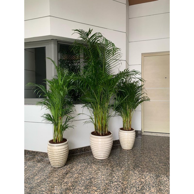 IMG-20240327-WA0217.jpg Office Plants Areca Bundle in Beige 3pc Bundle New - Image 1