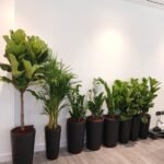 Office Plants 8pc Air Purifying Bundle