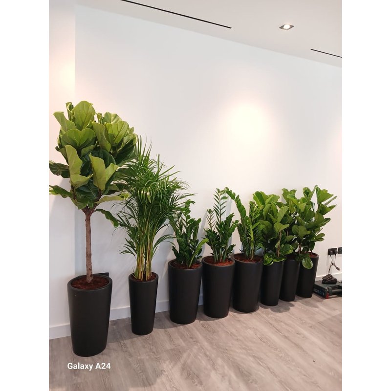 IMG-20240403-WA0151-2.jpg Office Plants 8pc Air Purifying Bundle - Image 1