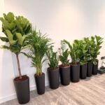 Office Plants 8pc Air Purifying Bundle - Image 2