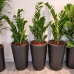 Office Plants 8pc Air Purifying Bundle - Image 4