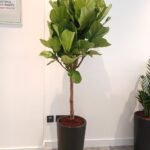 Office Plants 8pc Air Purifying Bundle - Image 3