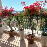 Outdoor Flower Bundle 5pc New