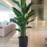 Bird of Paradise  XL in Black Matte New Premium Collection