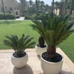 Outdoor Plants Bundle Sago Palm Premium in Fiber New