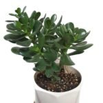 Jade Table Plant New