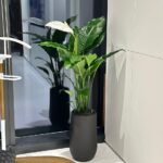 Office Plant Big Peace lily in Fiber Black