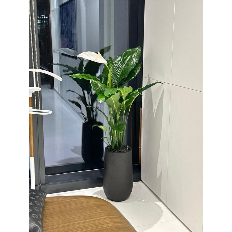 IMG-20240509-WA0514.jpg Office Plant Big Peace lily in Fiber Black - Image 1