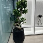 Office Plant Big Bonsai in Fiber Black