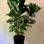 3pp Fiddle in Black or White|130cm