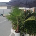 WOW Washintonia Palm in Ceramic