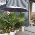 WOW Washintonia Palm in Ceramic - Image 3