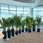 Office Plants Premium 11pcs Office Plants Bundle - Image 2