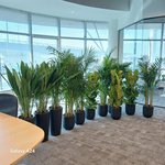 Office Plants Premium 11pcs Office Plants Bundle - Image 3