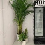 Office Plants 3pc Budget Bundle