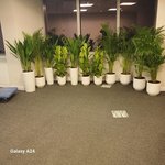 Office Plants Best Seller Bundle 11plants super promo - Image 4