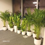 Office Plants Best Seller Bundle 11plants super promo - Image 5