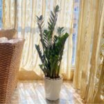 Zizi in White Pot