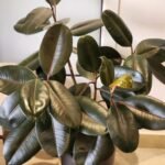 Rubber plant in black pot WOW