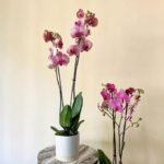 Orchid pink in white pot Wow Sale