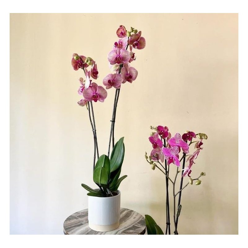IMG-20240608-WA0031.jpg Orchid pink in white pot Wow Sale - Image 1