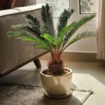 Cycas Palm in Ceramic Promo