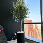 Olive Tree Premium in Black Matte Pot Height 2m WOW