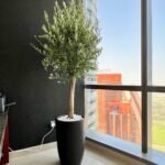 Olive Tree Premium in Black Matte Pot Height 2m WOW - Image 3