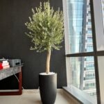 Olive Tree Premium in Black Matte Pot Height 2m WOW - Image 2