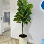 Big Fiddle in Fiber Pot| 180cm-200cm