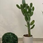 Clearance Sale Cactus UAE in White Ceramic