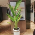 Travellers Palm Medium 2 meter