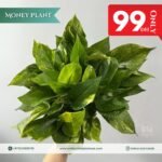 Promo Golden Pothos