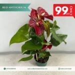 Promo Red Anthorium