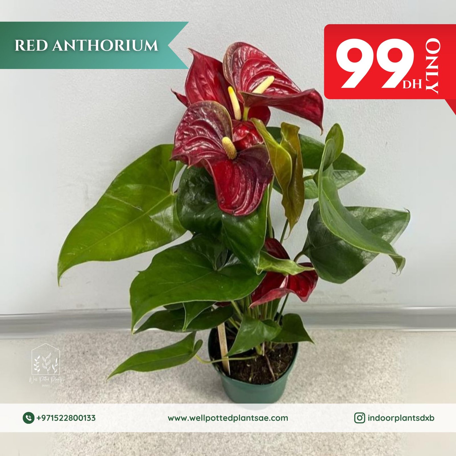 IMG-20240726-WA0101.jpg Promo Red Anthorium - Image 1