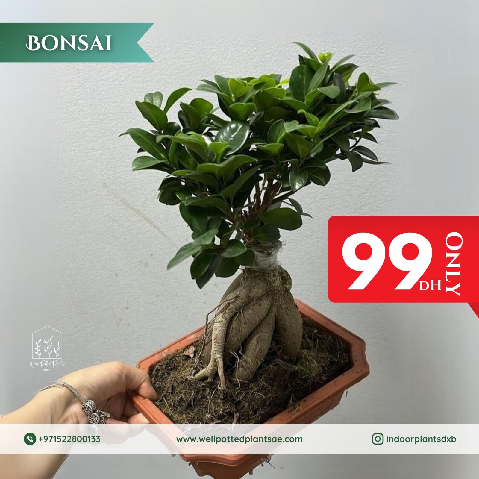 IMG-20240726-WA0103.jpg Promo Bonsai - Image 1