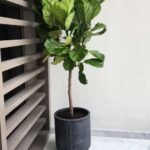 Big Fiddle in Fiber Pot| 180cm-200cm - Image 2