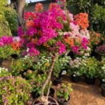 Bougainvillea Mixed Color Bonsai Plants UAE - Image 3